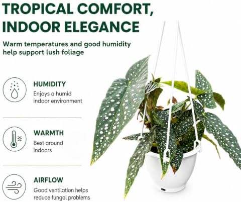 Begonia White Ice Live Plant - 4.5 Inch Hanging Pot Indoor Houseplant - Image 4