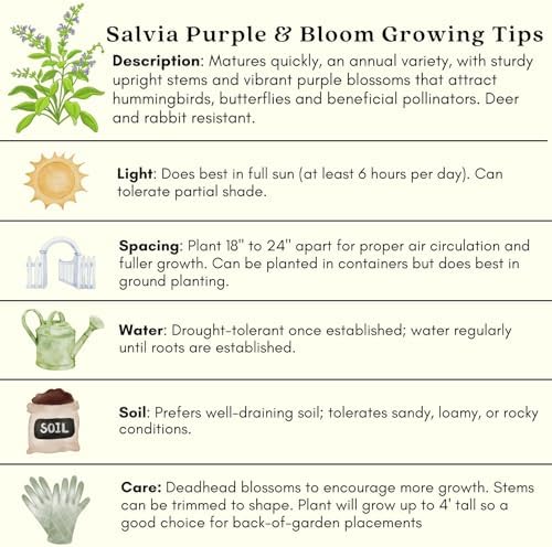 Clovers Garden Salvia Purple and Bloom Plants - Two (2) Live Plants – Non-GMO - Not Seeds - Each 4" to 8" Tall – in 4" Inch Pots - Pollinator Magnet, Heat Tolerant, Low Maintenance - Image 7