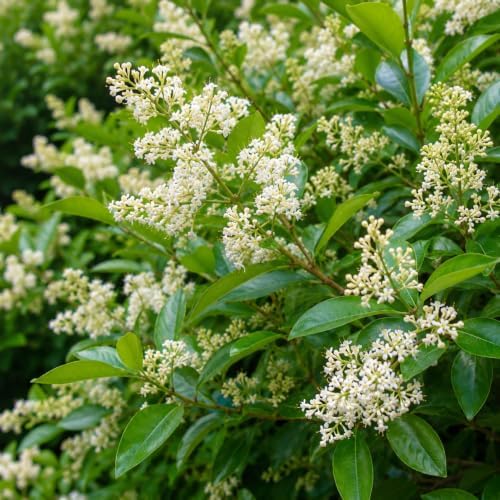 Wax Leaf Privet Shrub - 8-14" Tall Live Plant - Gallon Pot - Image 5