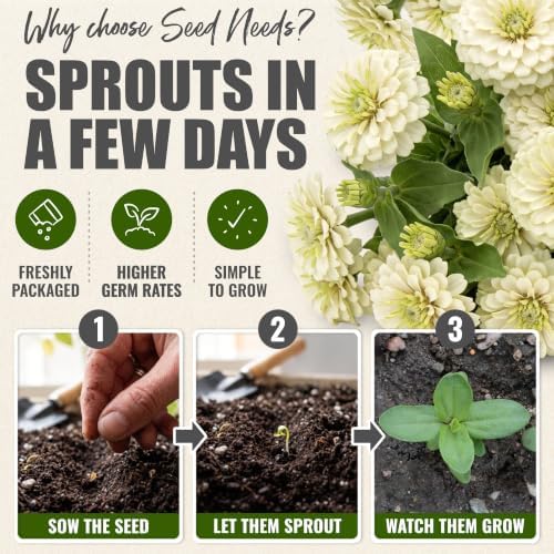 Seed Needs Polar Bear Zinnia Seeds to Plant Cut Flowers - 2 Packs - Image 5