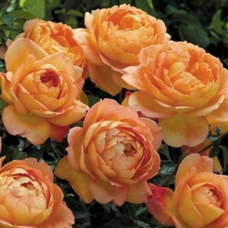 English Climbing Roses Live Plants, Fragrant Starter 5-9" Tall - Image 2