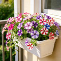 CarpetC 500+ Mixed Petunia Seeds for Planting, Annual Long Blooming Drought Tolerant for Hanging Baskets and Containers by GardenGlorySeed