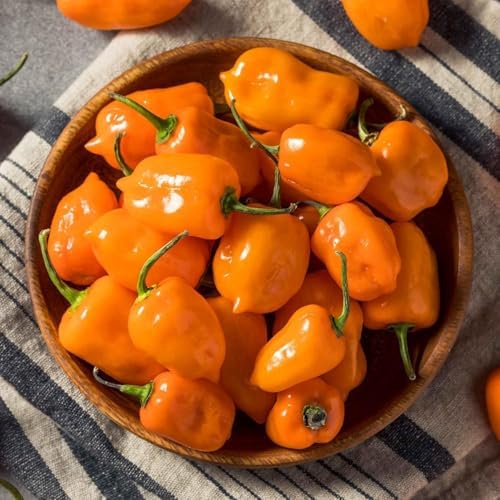 150 Orange Habanero Pepper Seeds - Heirloom Non-GMO, Super Hot Chili for Planting, Ideal for Hot Sauce, Salsas, and Home Gardens – High Scoville Rating - Image 3