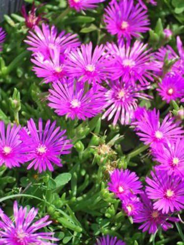 Delosperma cooperi (Trailing Hardy Ice Plant) Live Perennial, Size-#1 Container, Rosy Pink Summer Flowers, Drought Tolerant, Heat Loving, Ideal for Rock Gardens by PerennialFarmMarketplace