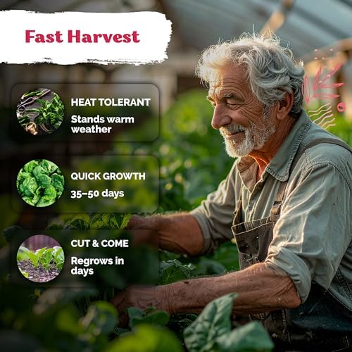 400 Bloomsdale Spinach Heirloom Vegetable Seeds, Spinacia Oleracea - Image 4