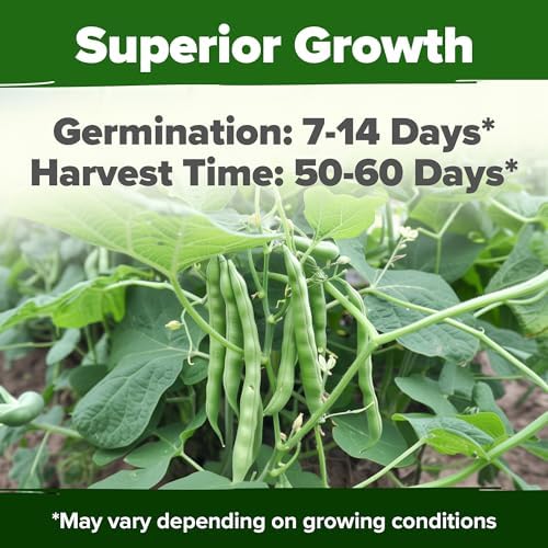 HOME GROWN Vegetable Seed Bundle - Beefsteak Tomato (600+), Organic Marketmore Cucumber (200+), Contender Bush Bean (28+) & Sweet Banana Pepper (94+) Seeds - Image 7