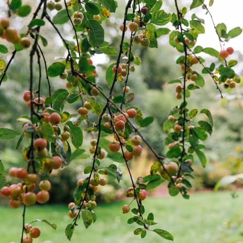 Live Crabapple Plant, 6-10 Inches Tall - Image 6