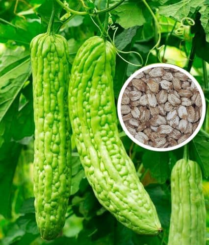 Bitter Melon Seeds (15 pcs) – Heirloom Bitter Gourd Vine Fast Climber Non-GMO by seedsofstrength