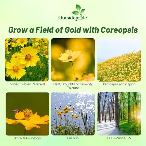 Outsidepride Lance-leaved Coreopsis Seeds - 1/4 lb. Perennial, Humidity & Drought Tolerant Flower Seeds for Planting Clumping Vibrant Golden Blooms, Ideal for Xeriscaping and Low Maintenance Gardens - Image 2