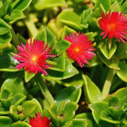 Red Delosperma Ice Plant, Succulent Live Plant, 5-7 Inch Tall - Image 5
