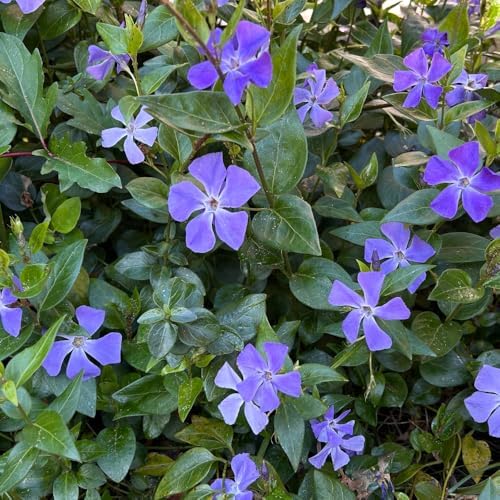 Vinca Minor Ground Cover Plants, Periwinkle Plants Live, 4 Inch Pot, Evergreen Groundcover Vine with Purple Flowers - Image 2