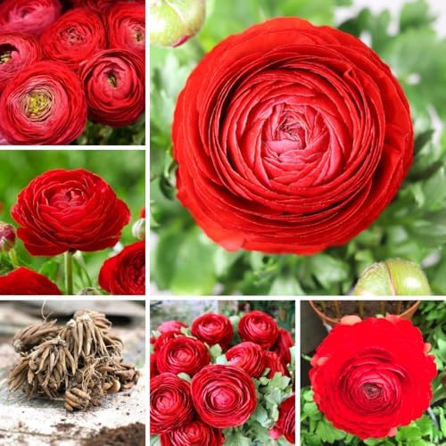 30 Red Ranunculus Bulbs, Fall Planting, Spring Flowers - Image 6