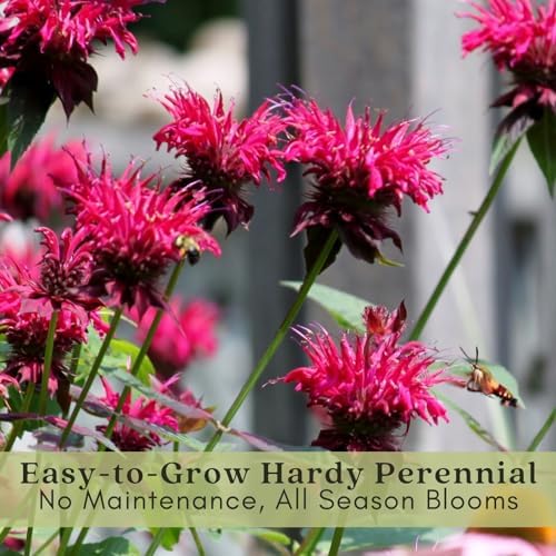 Clovers Garden Bee Balm Balmy Rose (Monarda) Plants – Two (2) Live Plants – Non-GMO - Not Seeds - Each 4" to 8" Tall – in 4" Inch Pots – Hardy Flowering Perennial, Pollinator Favorite - Image 5