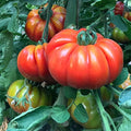 Park Seed Variety of Tomato Seeds, Planting Vegetables, Easy to Grow, Non-GMO, Perfect for Harvesting, Marmande Marsalato Organic F1 Hybrid, Pack of 5 by ParkSeed