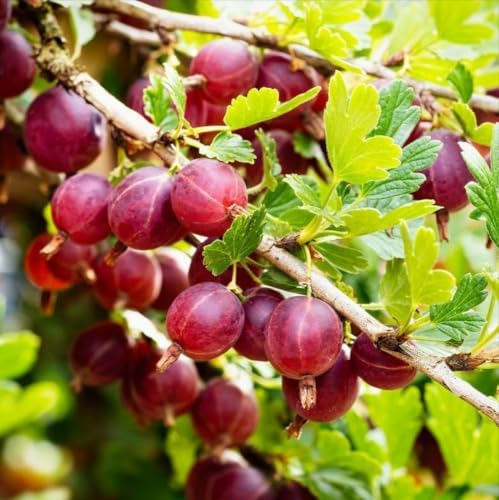 Red Gooseberry Plant - 6-12" Tall Live Plant - Image 3