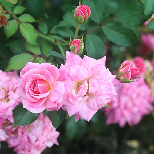 Perfect Plants Sweet Drift Rose Live Plant, 3 Gallon, Pink Ground Cover - Image 5