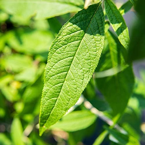 Perfect Plants Black Knight Butterfly Bush, 3 Gallon, Live Plant - Image 3