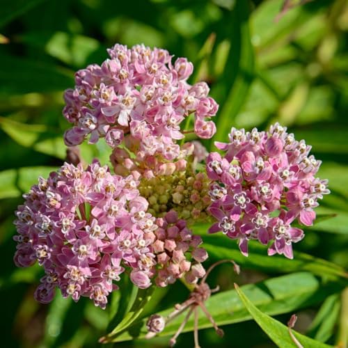 2 Pink Butterfly Milkweed Plants, 4-8" Tall - Image 4