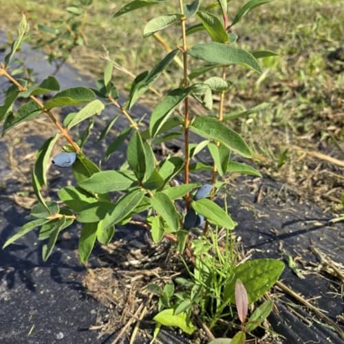 Blue Haskap Honeyberry Plant, Cold Hardy Berry Bush, 6-8 Inch Tall - Image 4