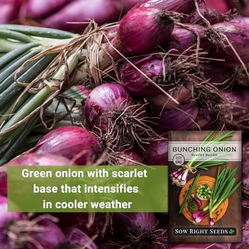 Sow Right Seeds - Scarlet Bandit Bunching Onion Seed for Planting Garden - Image 3