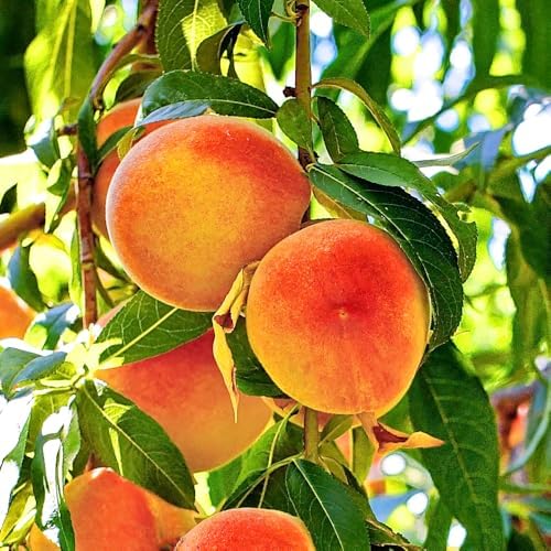 Red Haven Peach Tree, 1 gal Nursery Pot - Image 2