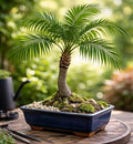 Royal Palm Bonsai Seeds (5 Pack) – Grow Your Own Tropical Palm Tree – Indoor/Outdoor Bonsai Starter Seeds – Easy to Plant Exotic Palm Seeds by CZGrain