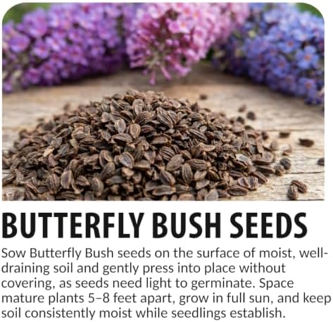 Butterfly Bush Seeds for Planting | 100 Seeds | Buddleja Flower Shrub - Image 6