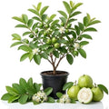 White Guava Tree Live Plant, Garden Fruit Tree, 6-10 Inch Tall, 4 Inch Pot by Unknown