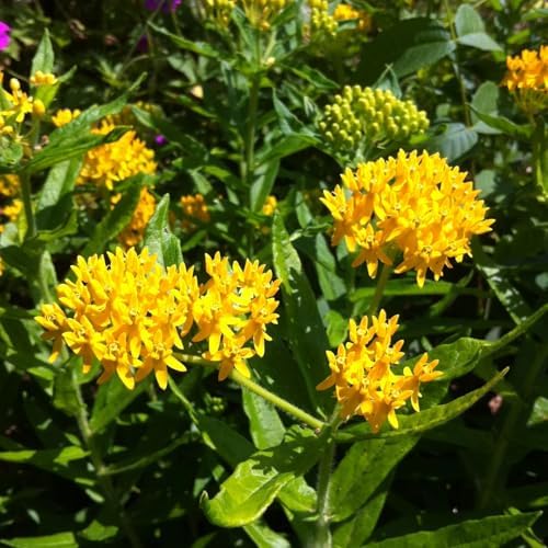 2 Yellow Milkweed Live Plants, Flowering Plant, 4-7 Inch Tall - Image 2
