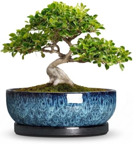 Bonsai Pots, 10 Inch Ceramic Succulent Pots with Saucer, Blue by Wliror