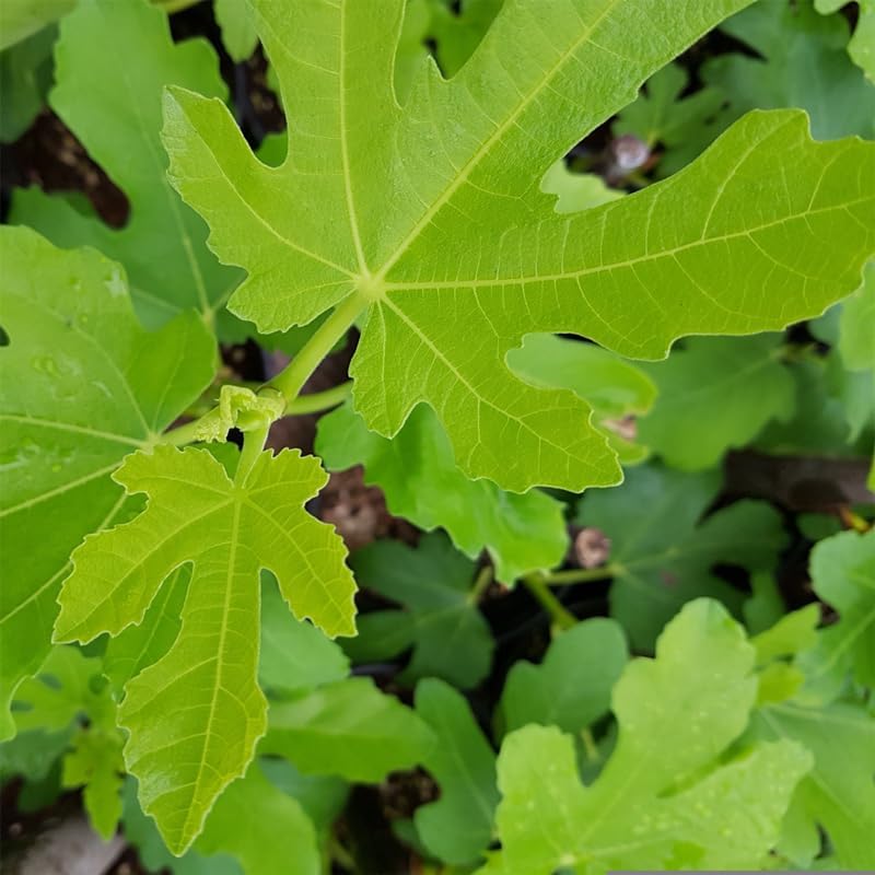 Fig Tree Collection (4 Pack) Edible Fruit Plant from Our Optimal Picks | Easy to Grow Plants for Sustainable Living | Grow Your own Food on Your Edible Organic Garden | Live for Planting | No Seeds - Image 4