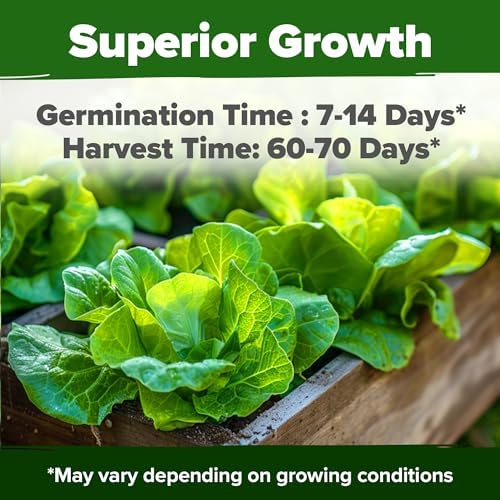 HOME GROWN Buttercrunch Bibb Lettuce Seeds, 3950+ Seeds, Lactuca sativa - Image 2