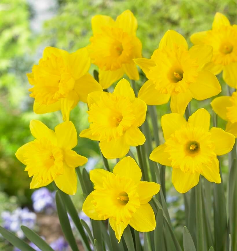 Yellow Dutch Master Daffodil Bulbs for Planting - Fresh Blooming Flowers, Easy to Grow Perennials - Sunshine Flowers - Early Spring Blooms - Indoor or Outdoor Growing (20 Bulbs) by CZGrain