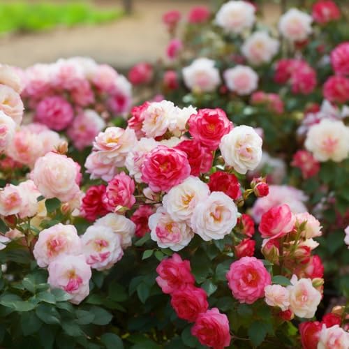 250+ Mix Climbing Roses Flowers Seeds -Rose Bushes Vine Climber Rose Seeds for Planting Outdoors-High Germination Rate Ornamental Your Garden - Image 6