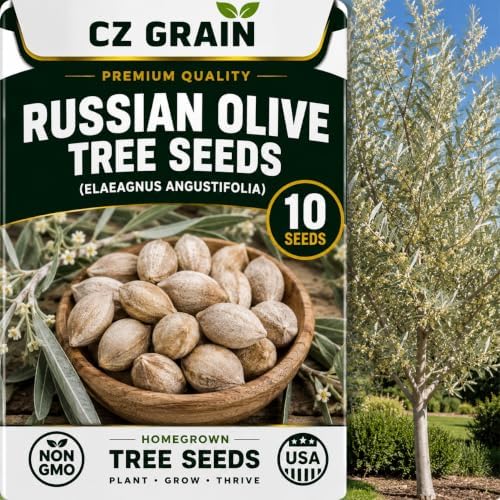 Seeds for Planting, 10 Russian Olive by CZGrain