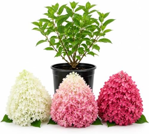 Assorted Blooms Hydrangea Flower Live Plant, Shrub Plant, 5-9 Inch Tall by AVERAR
