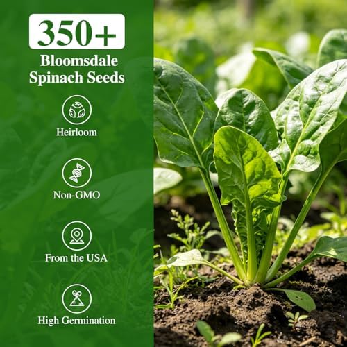 Groundio 350+ Bloomsdale Spinach Seeds, Heirloom Non-GMO, Slow Bolt Cold Hardy Leafy Greens for Home Garden Backyard Planting (Spinacia oleracea) - Image 2
