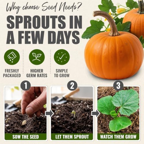 Seed Needs Small Sugar Pumpkin Seeds to Plant Vegetables - 10 Packs - Image 5