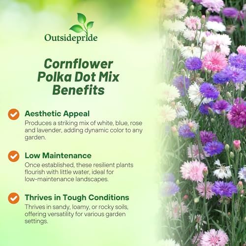 Outsidepride Dwarf Polka Dot Mix Cornflower Seeds - 2000 Pcs. Annual Bachelor's Button Flower Seeds for Cut Flower Gardens, Drought-Tolerant, Attracts Pollinators, Ideal for Borders & Bouquets - Image 3