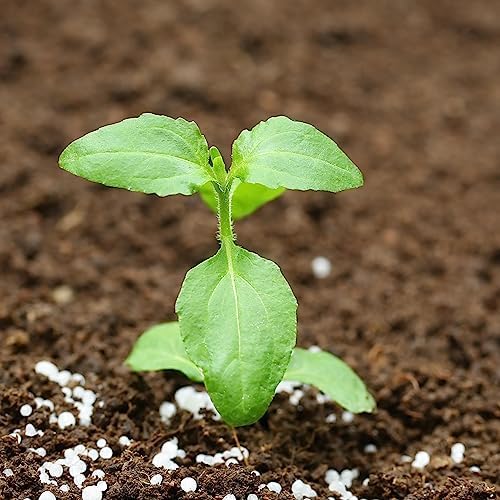 Seed Needs Holy Basil Seeds to Plant an Herb Garden - 1 Pack - Image 4