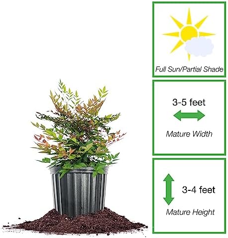 Perfect Plants Gulfstream Nandina Shrub, 1 Gallon, Live Plant - Image 2