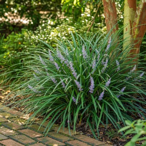 Evergreen Giant Liriope Muscari - 10 Live Plants - Drought Tolerant Low Maintenance Evergreen Groundcover Grass - Image 2