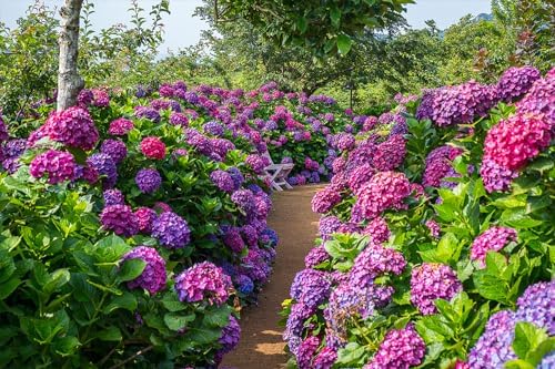 100+ Mix Hydrangea Seeds for Planting Macrophylla Giant Snowball Bonsai Hydrangea Fast Growing Shrub - Image 7