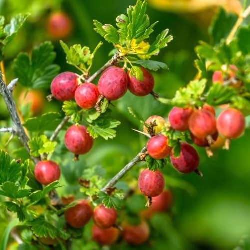 Gooseberry Bush Live Plant, Backyard Berry Shrub, 5-9 Inch Tall - Image 2