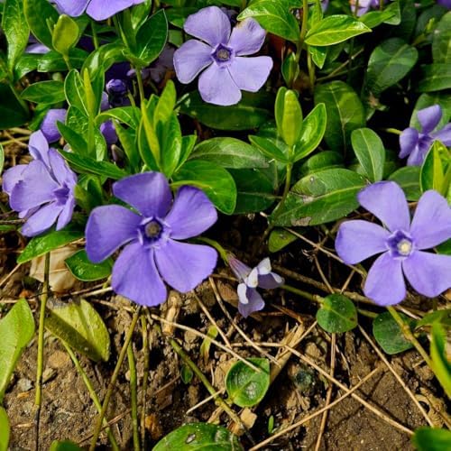 50 Vinca Periwinkle Plants Live, Outdoor Garden Flower Plant - Image 3