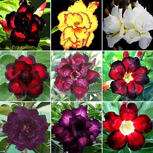 15 Adenium Bonsai Tree Seeds - Blooming Desert Rose, Easy to Grow Indoors - Image 3