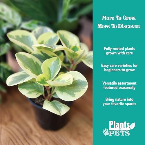 Essential Houseplant Collection (4PK) Live Plants Indoor Plants Live Houseplants in Plant Pots, Easy House Plants Indoors Live, Snake Plant, Pothos in Potting Soil, Clean Air Plants by Plants for Pets - Image 2