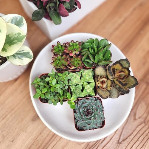 Altman Plants Deluxe Live Succulents (6 Pack), No Duplicates, Assorted Varieties, & Shapes, Easy Plant Care, 2 in Pots - Image 2