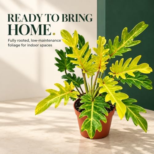 Philodendron Xanadu Golden Live Plant, 4 Inch Rare Variegated Houseplant - Image 3