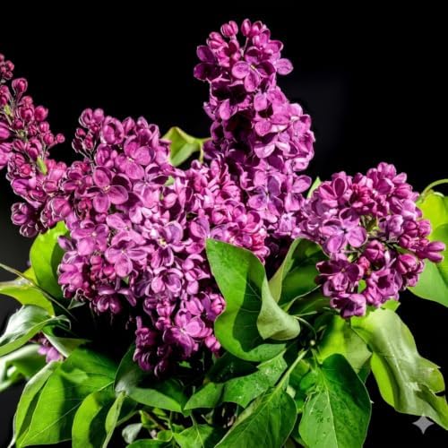 2 Purple Lilac Bushes Live Plants, 3-5" Tall in Pot Lilac Tree Live Plant, Easy Care, Fragrant Flowering Shrubs for Garden Landscaping - Image 3
